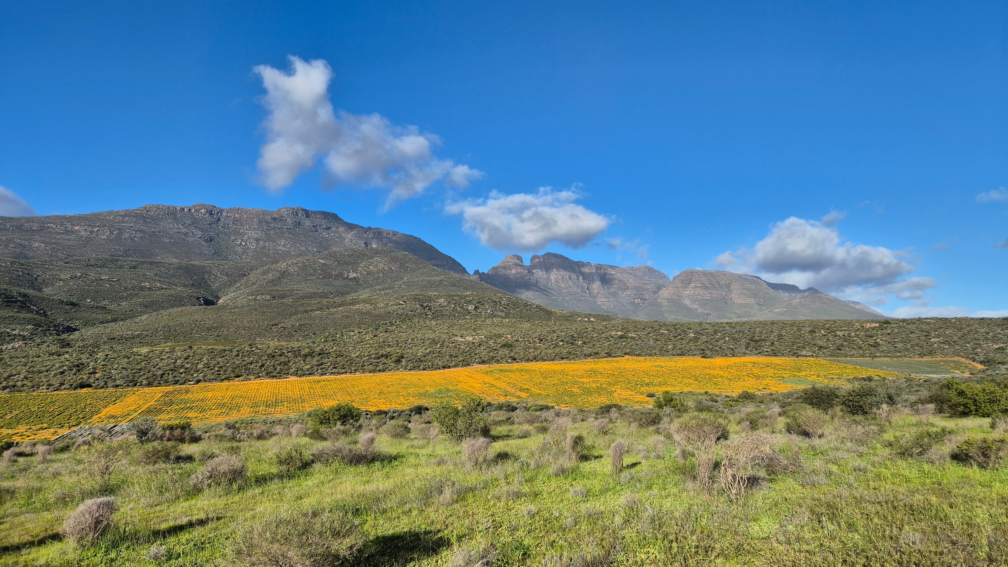 Spectacular wildflower fields with orange blooms and Cederberg mountains